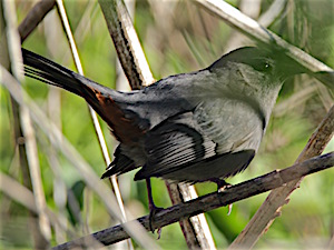 Gray Catbird